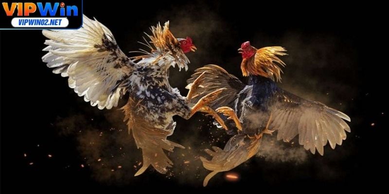 Cần trang bị cho mình những mẹo hay để giành chiến thắng