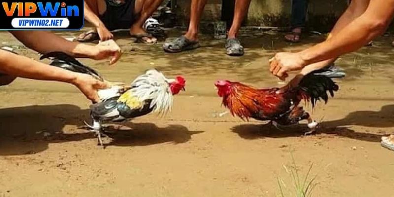 Đa dạng phong cách đá gà Thomo cho bạn thỏa sức chọn lựa