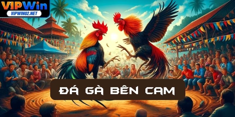 Đá Gà Bên Cam Vipwin - Xem Trực Tiếp, Cá Cược Hấp Dẫn