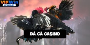 Đá Gà Casino Vipwin - Cá Cược Liền Tay, Thắng Cực Lớn