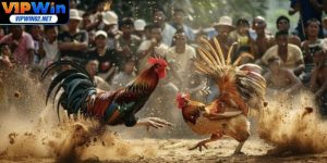 Đá Gà Thomo Trực Tuyến - Kèo Chuẩn, Xem Ngay Tại Vipwin