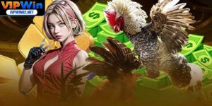 Đá Gà Trực Tiếp - Tham Gia Cá Độ Kịch Tính Mọi Thời Đại