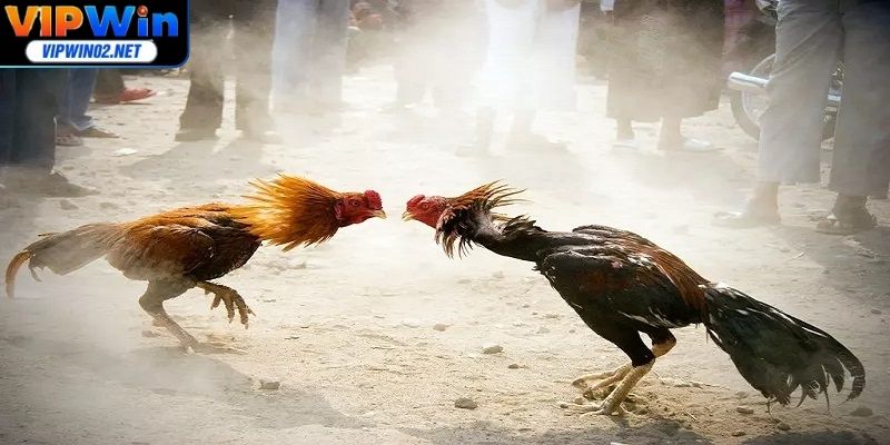 Người chơi cần nắm rõ quy tắc chung và loại kèo phổ biến