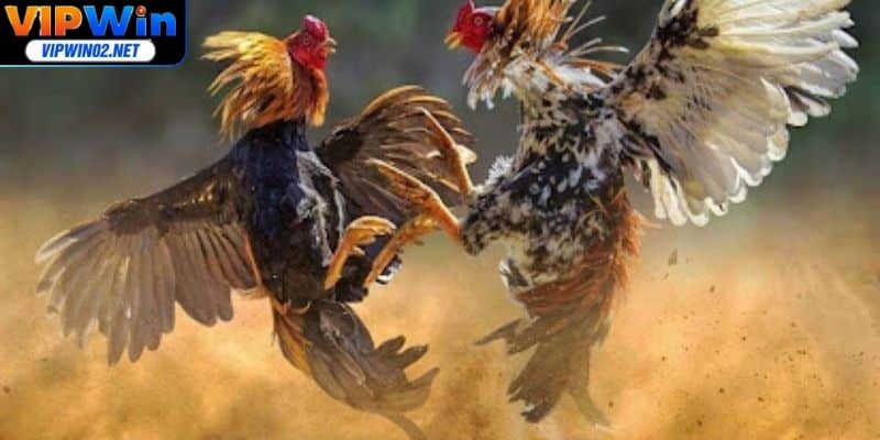 Nhiều hình thức hấp dẫn, hội viên thoải mái lựa chọn