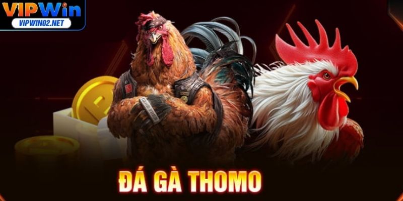 Quan sát và lập cho mình chiến thuật chọi gà riêng biệt